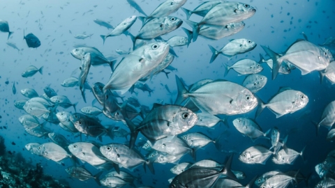 Peces bajo el agua - Proyecto NewTechAqua