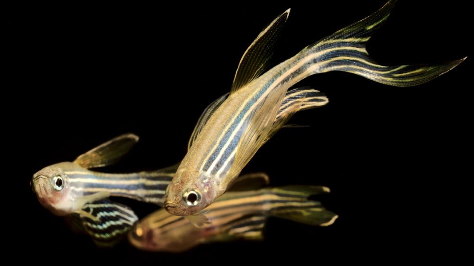 Peces cebra (Danio rerio)