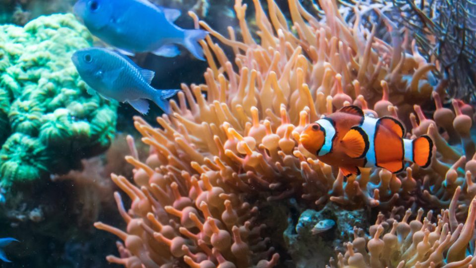Peces en los arrecifes de coral