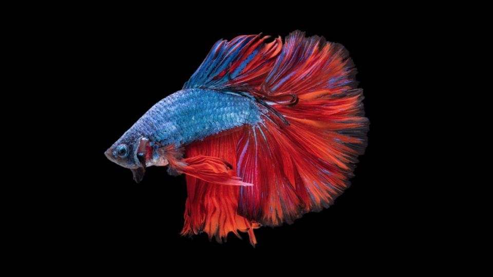 Pez betta en acuario