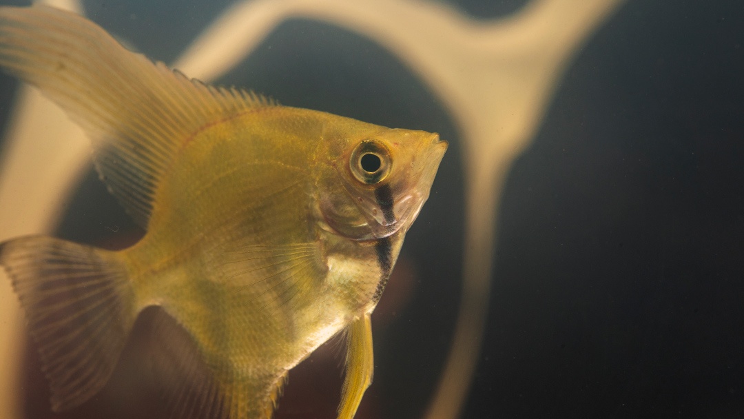 Pez escalar (Pterophyllum scalare) Pez escalar (Pterophyllum scalare)