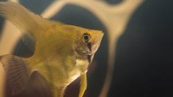 Nueva estrategia alimenticia “tentempié” que mejora la supervivencia y crecimiento de los escalares, Pterophyllum scalare