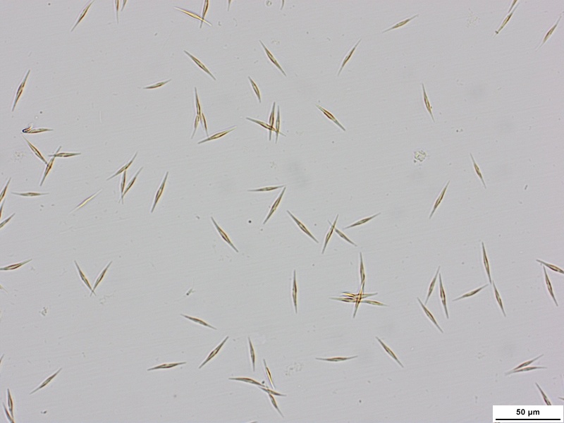 Diatomea Phaeodactylum tricornutum Diatomea Phaeodactylum tricornutum