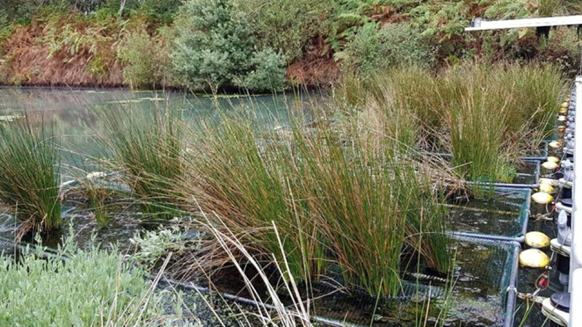 Phytobatea de junco marítimo