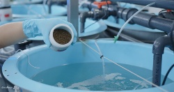 Vientos favorables para los piscicultores: precios para dorada y trucha arcoíris a la baja