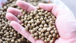 Autores proponen el análisis del ciclo de vida como nueva forma de medir los impactos de los ingredientes en los piensos de acuicultura