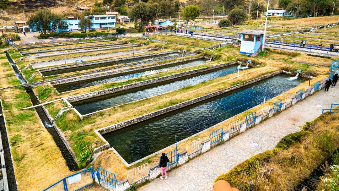 Piscigranja de truchas en Junín, Perú