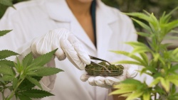 Prueban la proteína de la semilla de cáñamo por su interés para el cultivo de salmón
