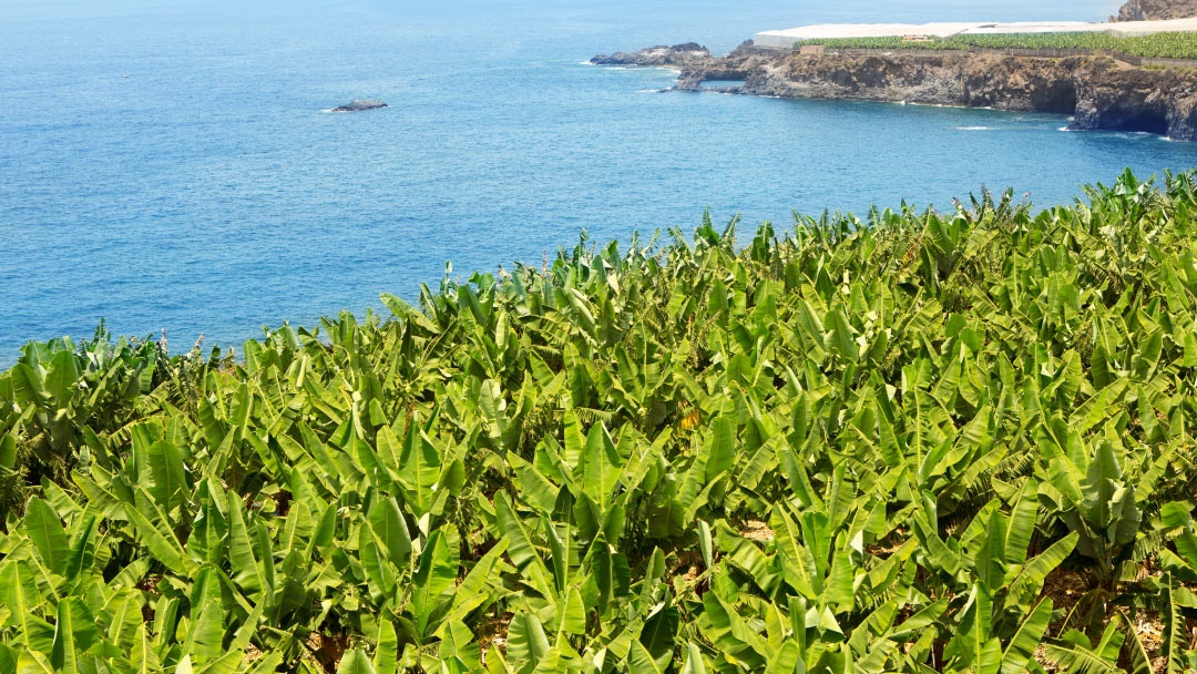 Plantación de bananas en Canarias Plantación de bananas en Canarias