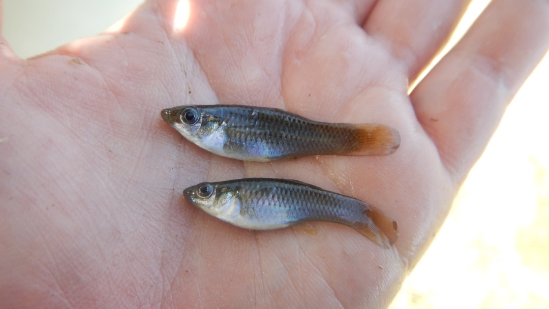 Molly amazonico (Poecilia formosa) Molly amazonico (Poecilia formosa)