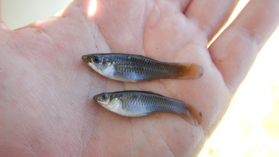 Molly amazonico (Poecilia formosa)