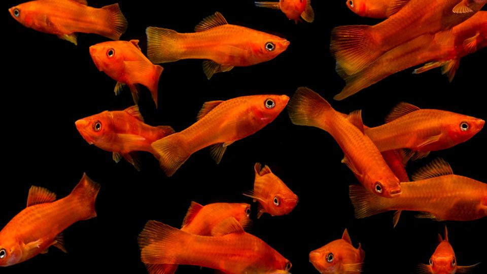 Peces molly (Pecilia latipinna)