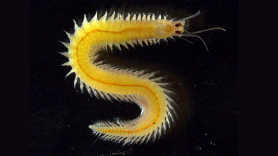poliqueto-platynereis-dumerilii | Florian Raible (Universidad de Viena)