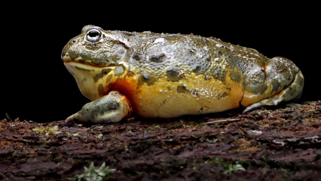 Rana toro Rana toro
