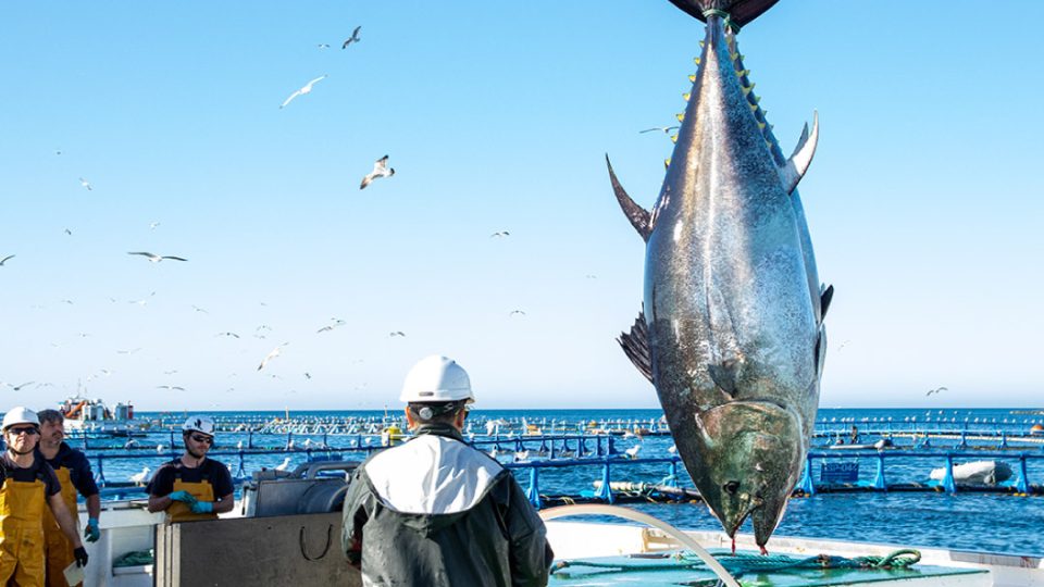 Pesca atún rojo por Ricardo Fuentes