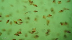 La producción de juveniles de peces como indicador de la futura producción piscícola
