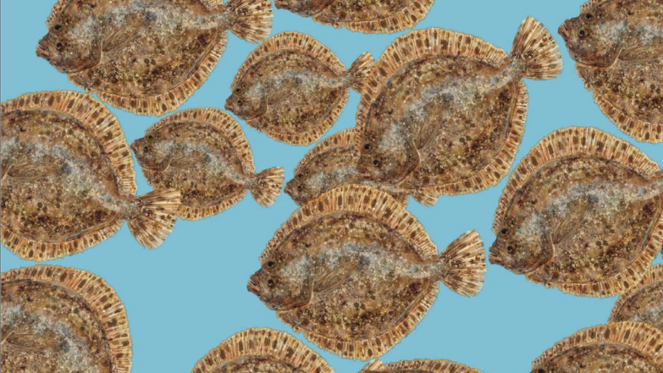 Rodaballos en manual de FAO