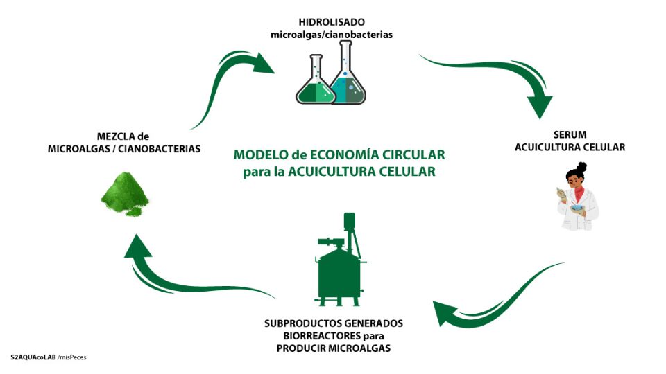 S2AquacoLAB gráfico suero microalgas