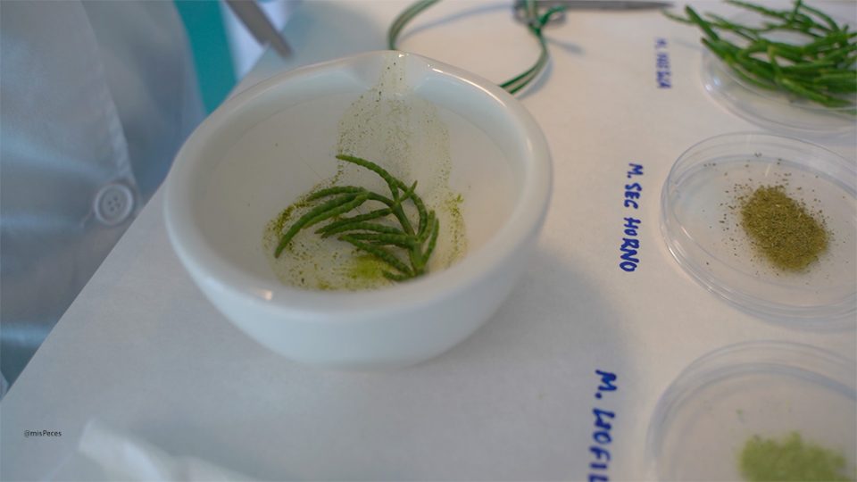 Salicornia en laboratorio