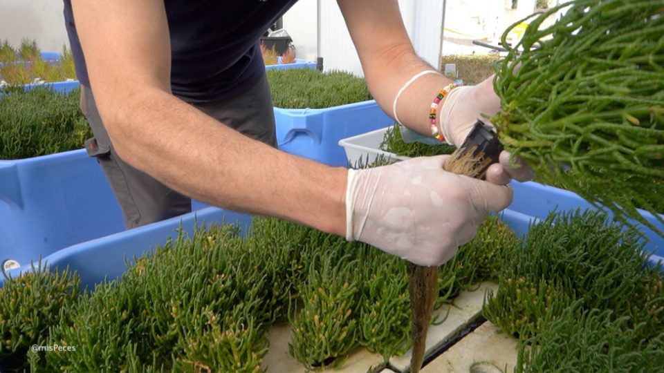 Salicornia ramosissima cultivada en IFAPA