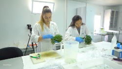 Cultivo de Salicornia integrada en granjas de peces: Una oportunidad para generar más alimentos