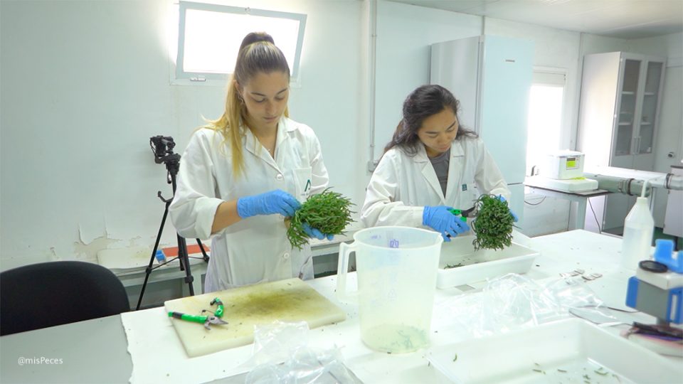 Muestreo de Salicornia ramosissima en IFAPA