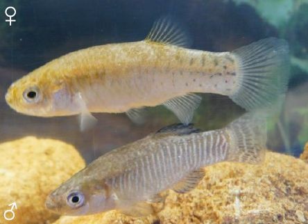 Salinete (Aphanius baeticus) Salinete (Aphanius baeticus)