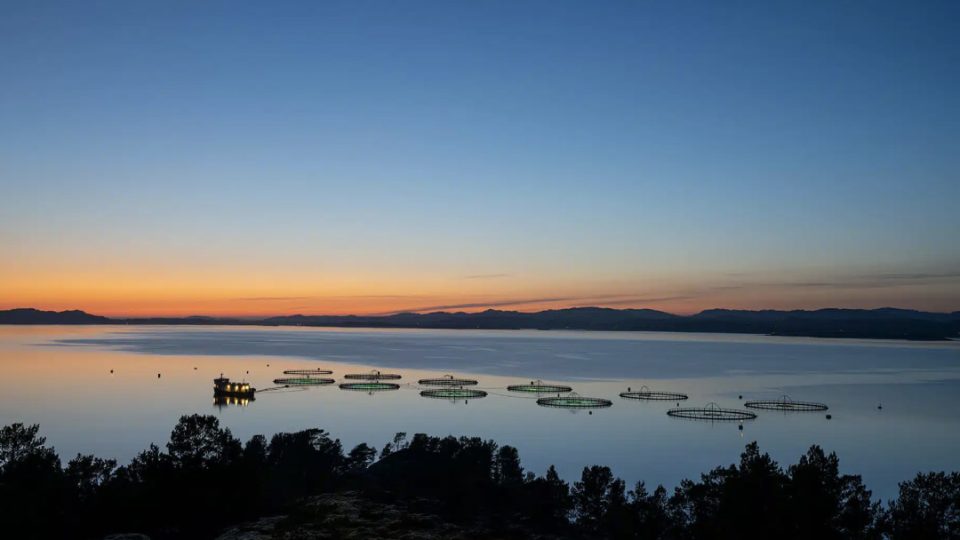 SalMar, granja noruega de salmón al atardecer