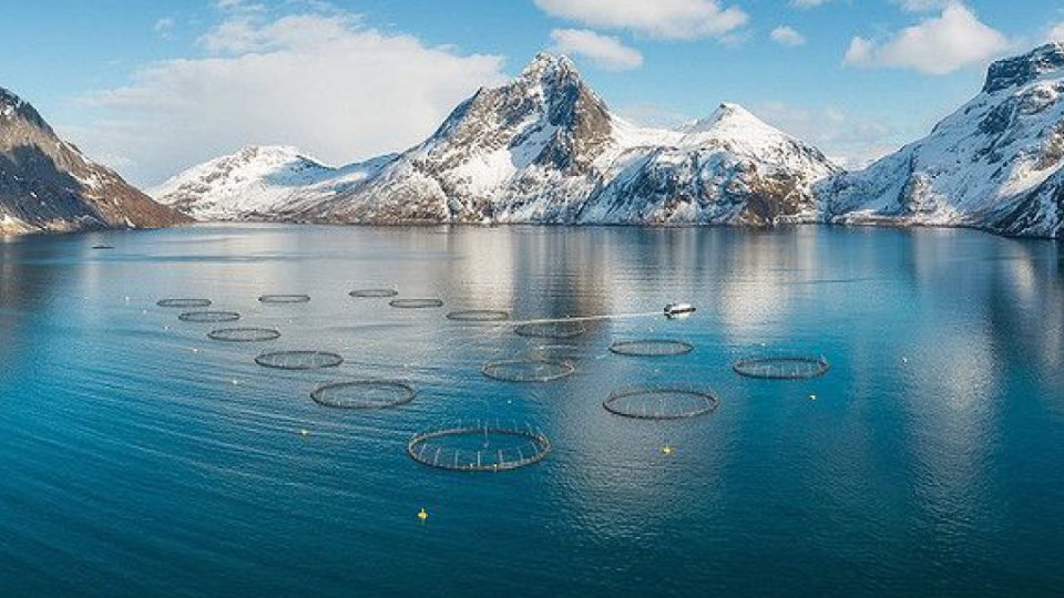 SalMar, granja de salmón en Noruega