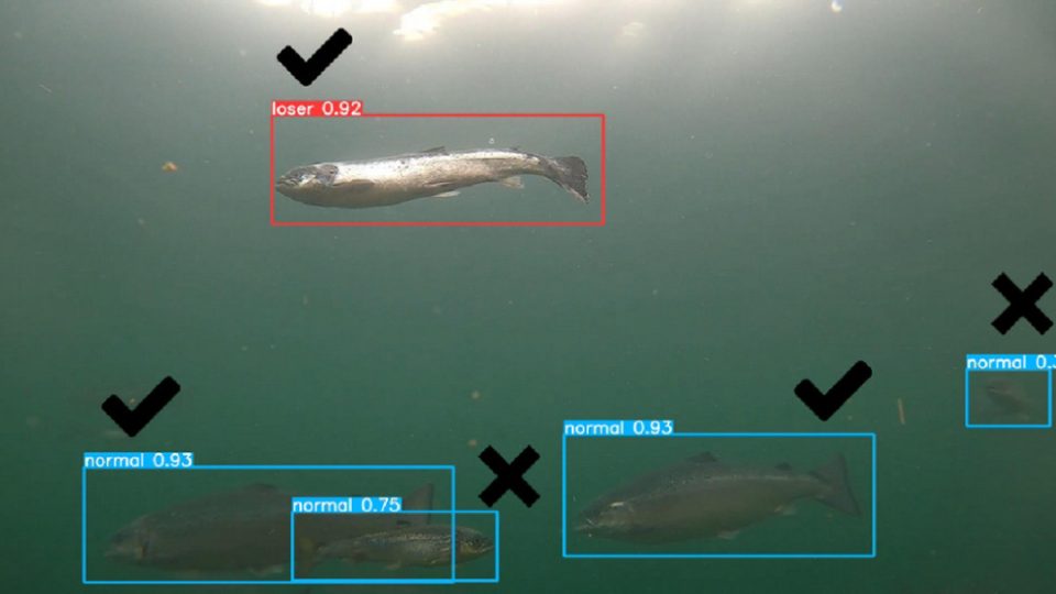 Salmón esquelético controlado por Inteligencia Artificial