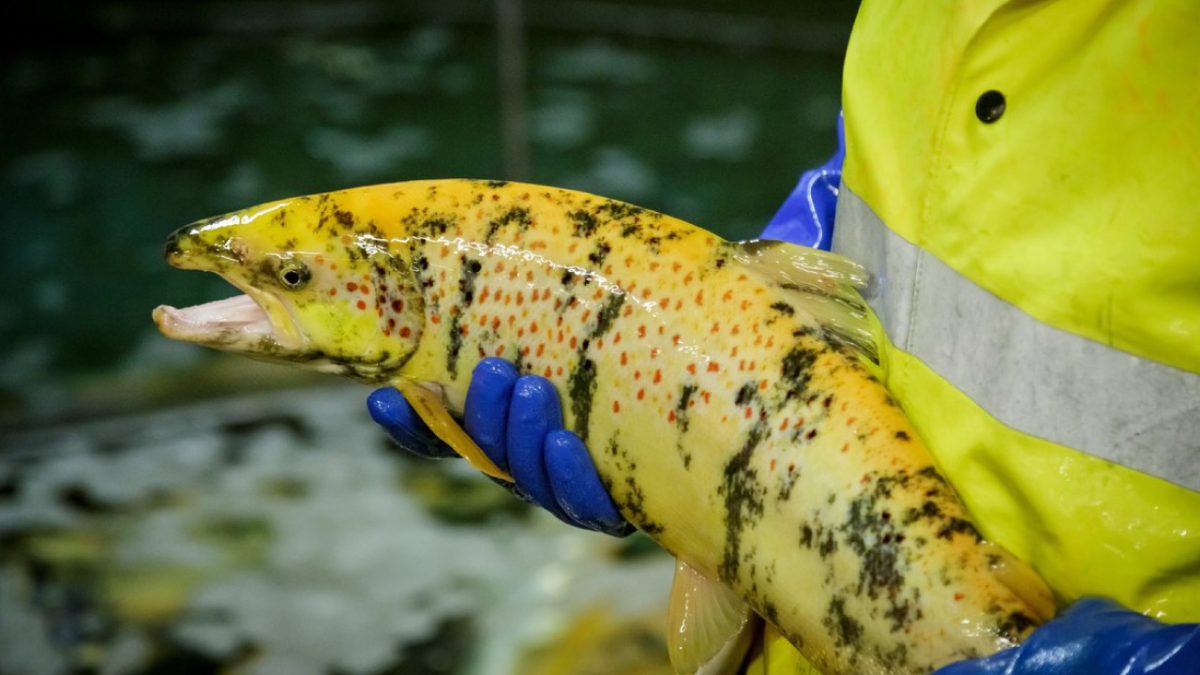 salmón estéril con tecnología CRISPR