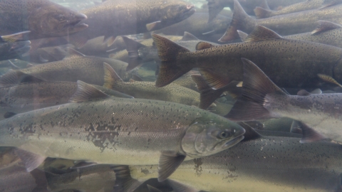 Salmones adultos bajo el agua