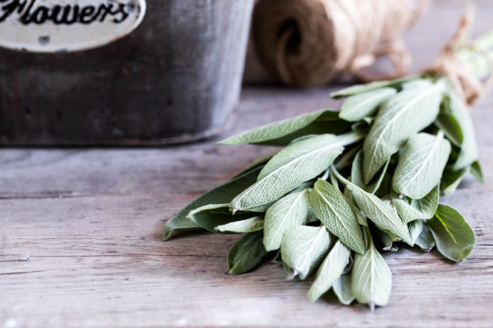 Hojas de salvia