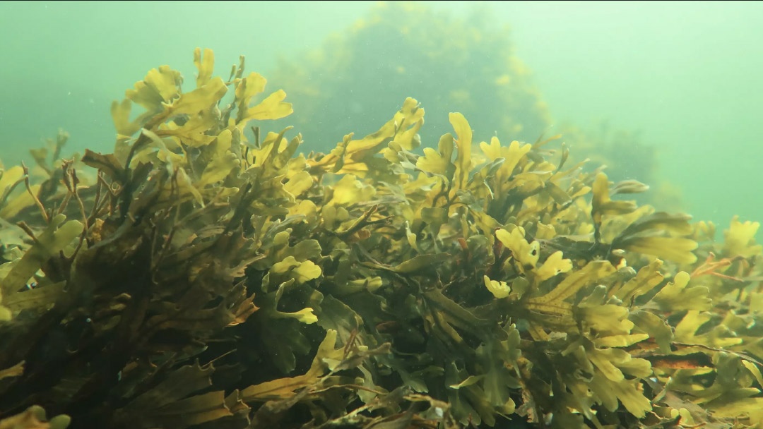 Sargazo (Fucus vesiculosus) | Foto: Camilla Gustafsson/Tvärminne Zoological Station, Finland Sargazo (Fucus vesiculosus) | Foto: Camilla Gustafsson/Tvärminne Zoological Station, Finland