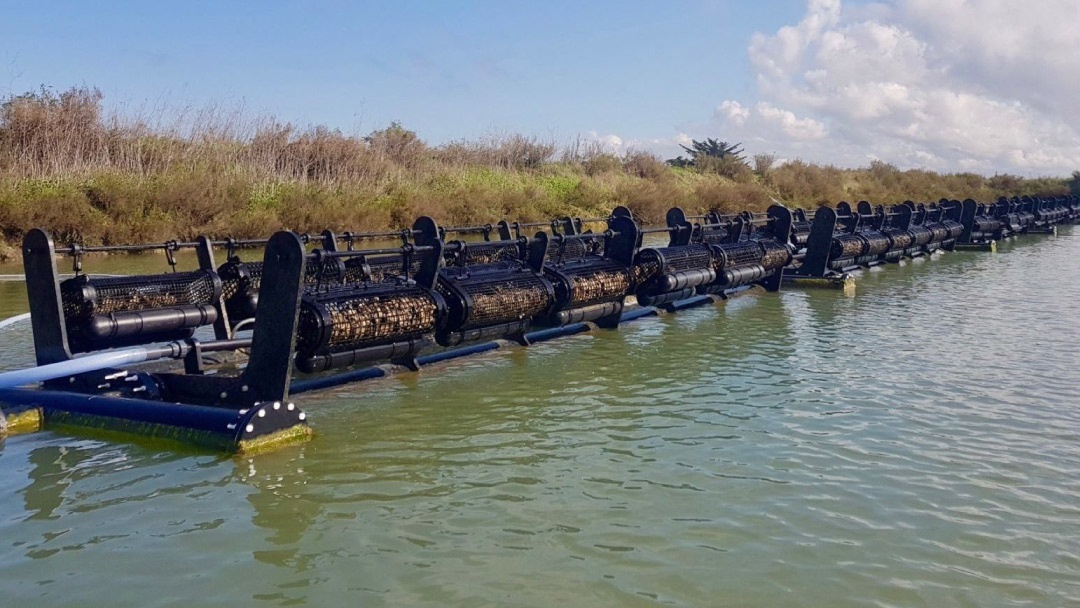 SEADUCER, producción de ostras SEADUCER, producción de ostras