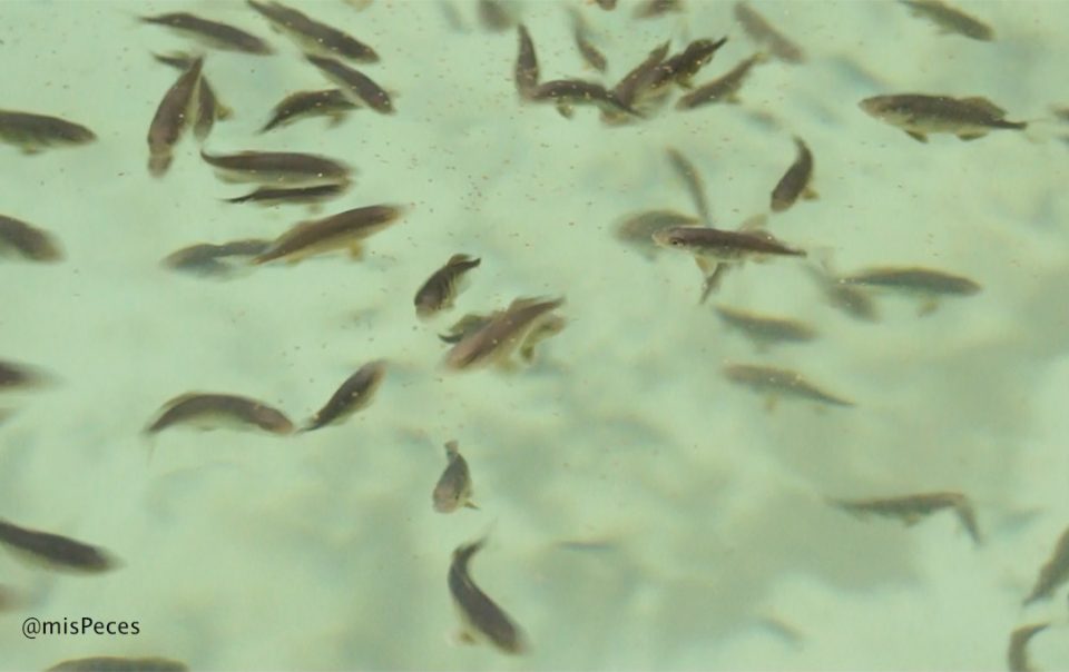 Juveniles de Seriola dumerili