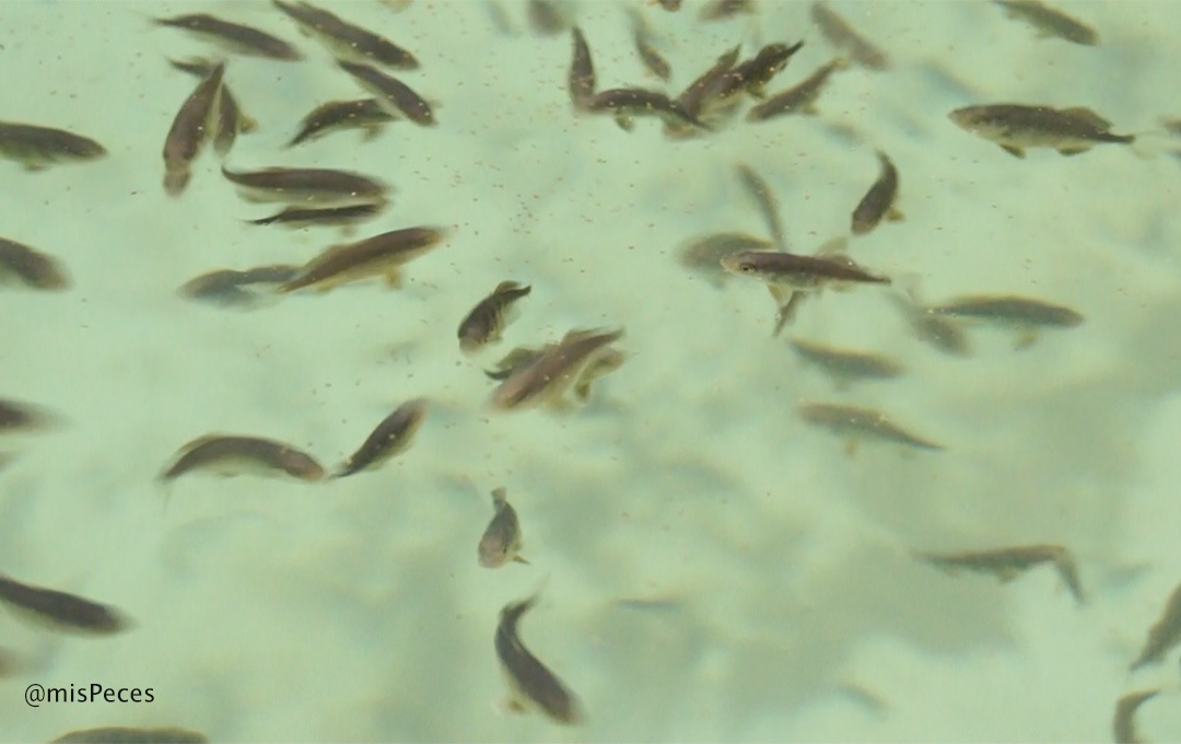Juveniles de Seriola dumerili Juveniles de Seriola dumerili