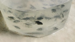 Desarrollan un protocolo de envío de seriolas de Canarias hasta la península Ibérica