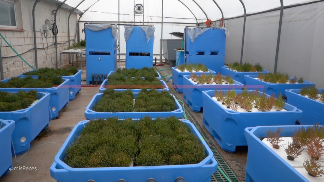 Sistema RAFT cultivo de salicornia en IFAPA Sistema RAFT cultivo de salicornia en IFAPA