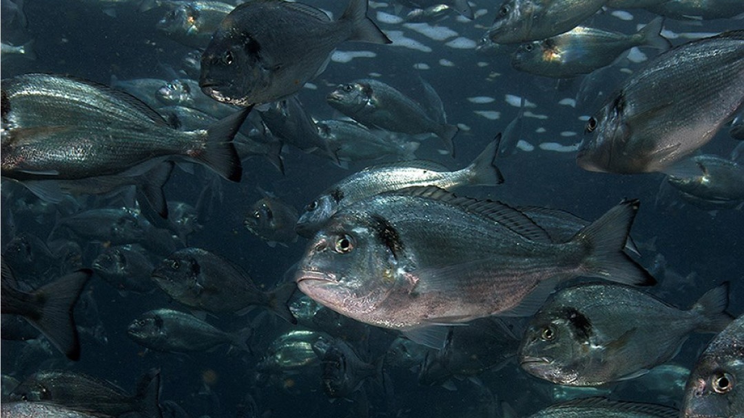 Skretting Protec - Doradas Skretting Protec - Doradas