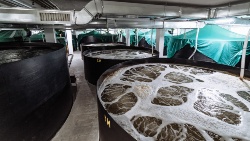 Investigadores analizan el consumo de oxígeno en los peces en función de la alimentación y manejo