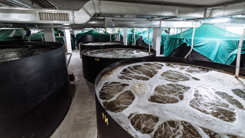 tanques cultivo langostinos en RAS