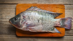 Investigadores de FAO proponen estrategias para utilizar el 100% de la tilapia