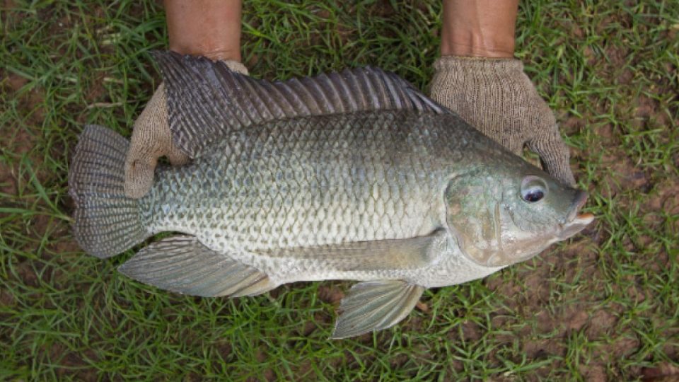 Ejemplar de tilapia, Universidad Federal Lavras