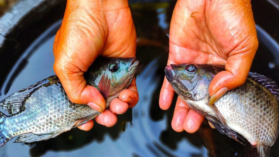 Tilapias manos | Earlham Institute
