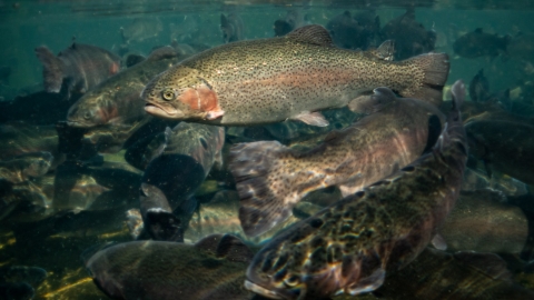 Trucha arcoíris (Onchorryncus mikiss)