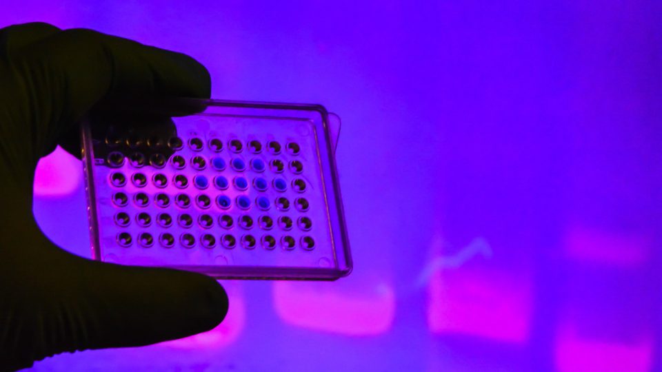 UV LED light