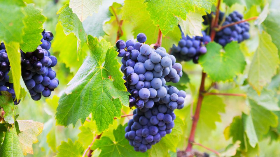 Uvas en parra