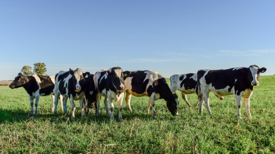 Vacas pastoreando