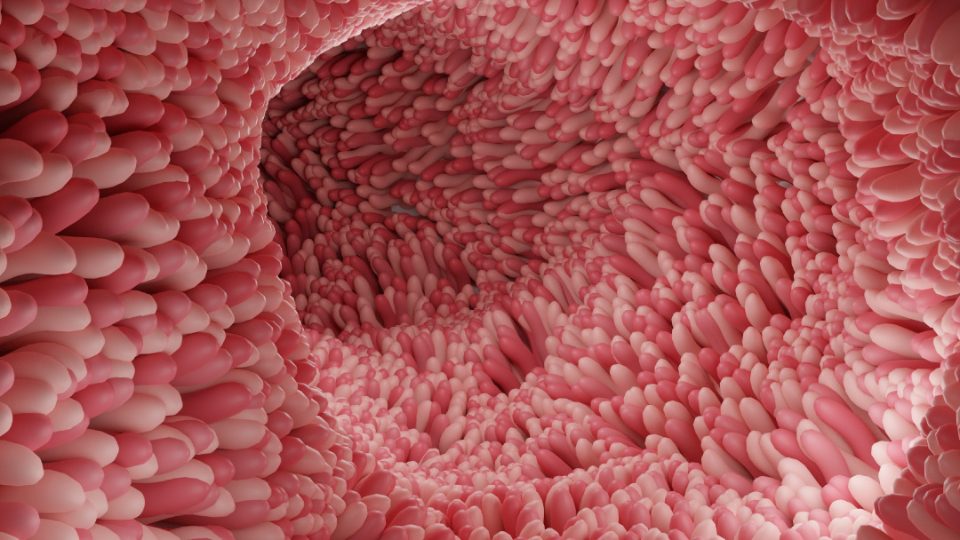 vellosidades intestinales